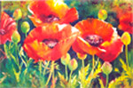 Poppies 2 by Marie Natale