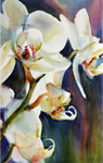 Orchids by Marie Natale